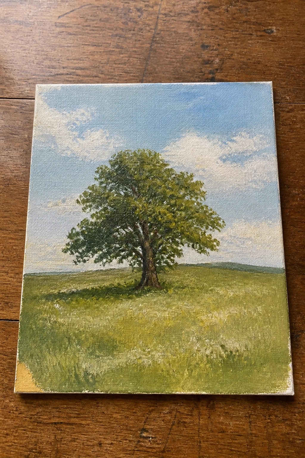 A solitary tree with lush green leaves in a sunlit grassy meadow under blue skies.