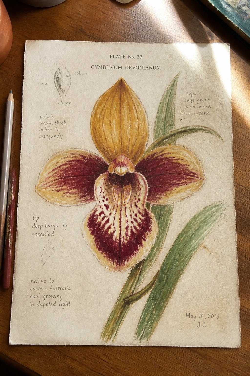 Hand-drawn botanical illustration of maroon and yellow Cymbidium devonianum orchid with labels and notes