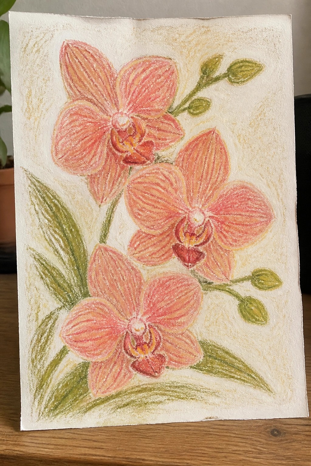 Pastel drawing of three pink orchids with green leaves and buds on paper