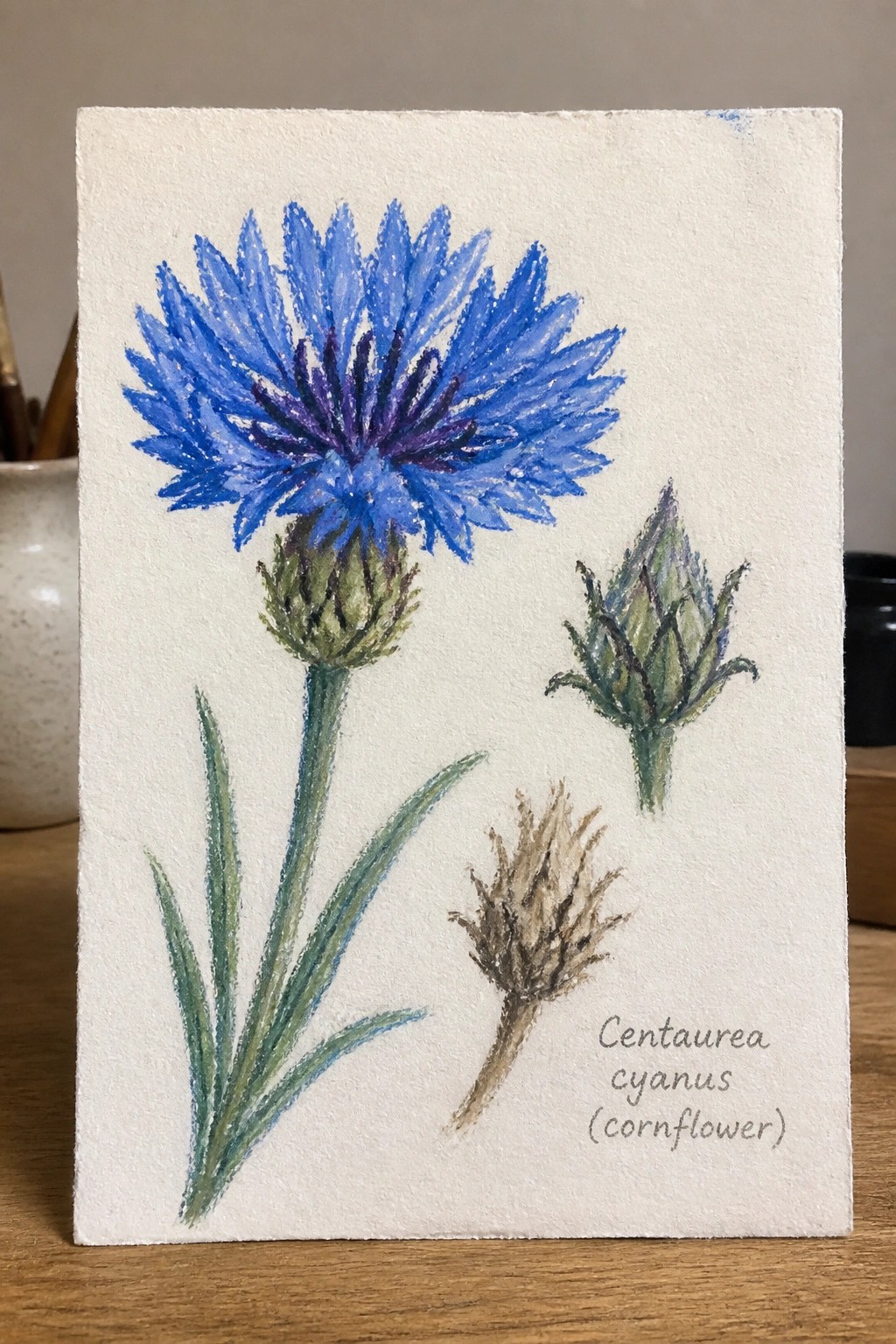 A painting of a blue cornflower with green buds, leaves, and a dried seed head on white paper labeled Centaurea cyanus.