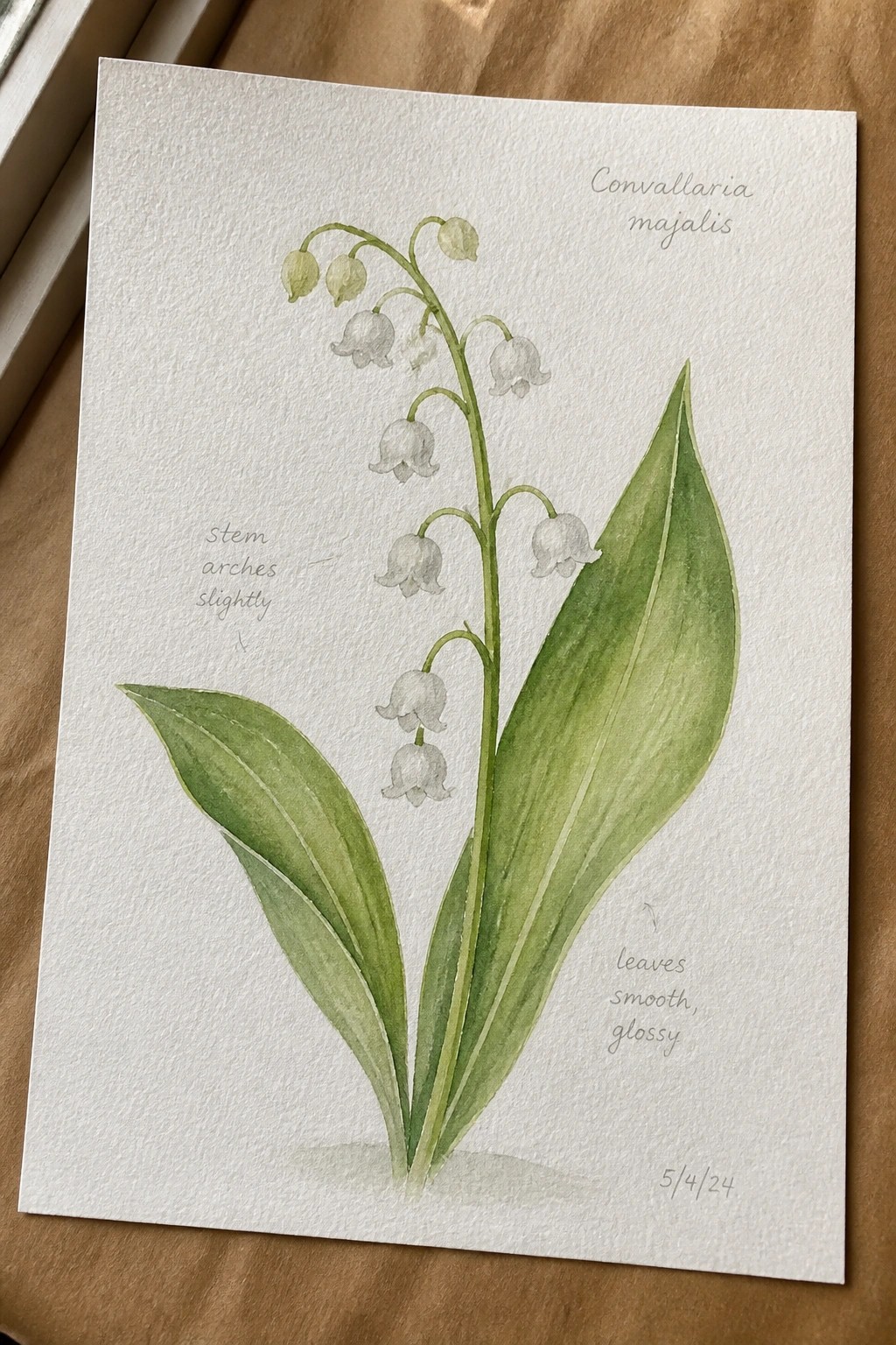 Watercolor of Convallaria majalis with white bells on arched stem and glossy green leaves.