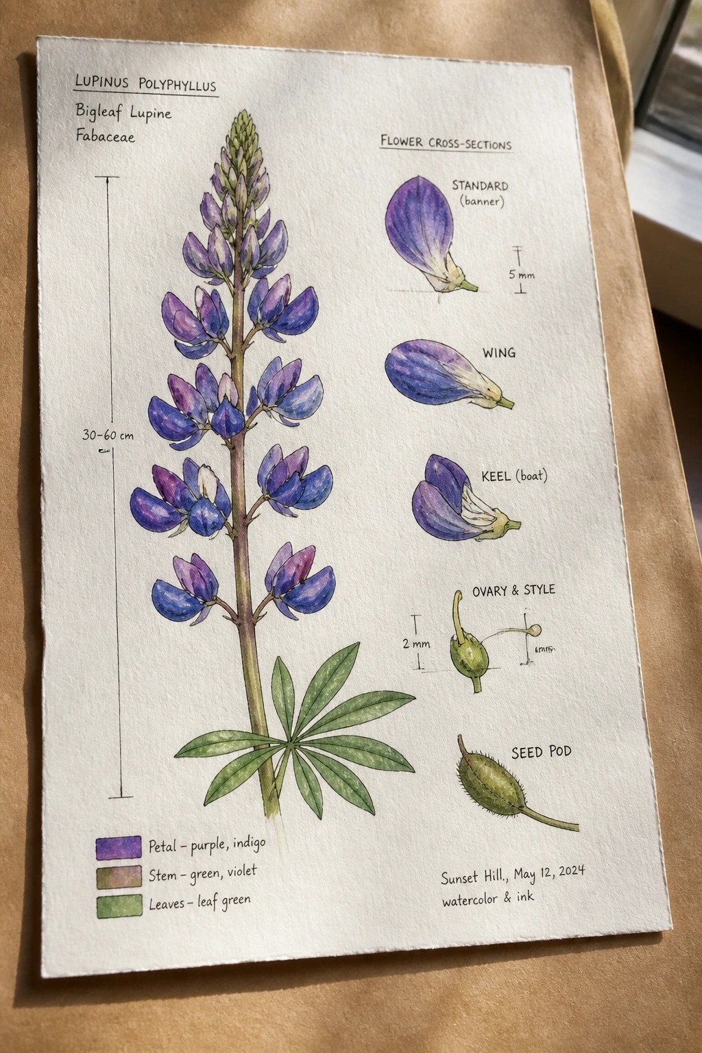 Watercolor illustration of bigleaf lupine with purple flowers, leaf, and labeled anatomy diagrams
