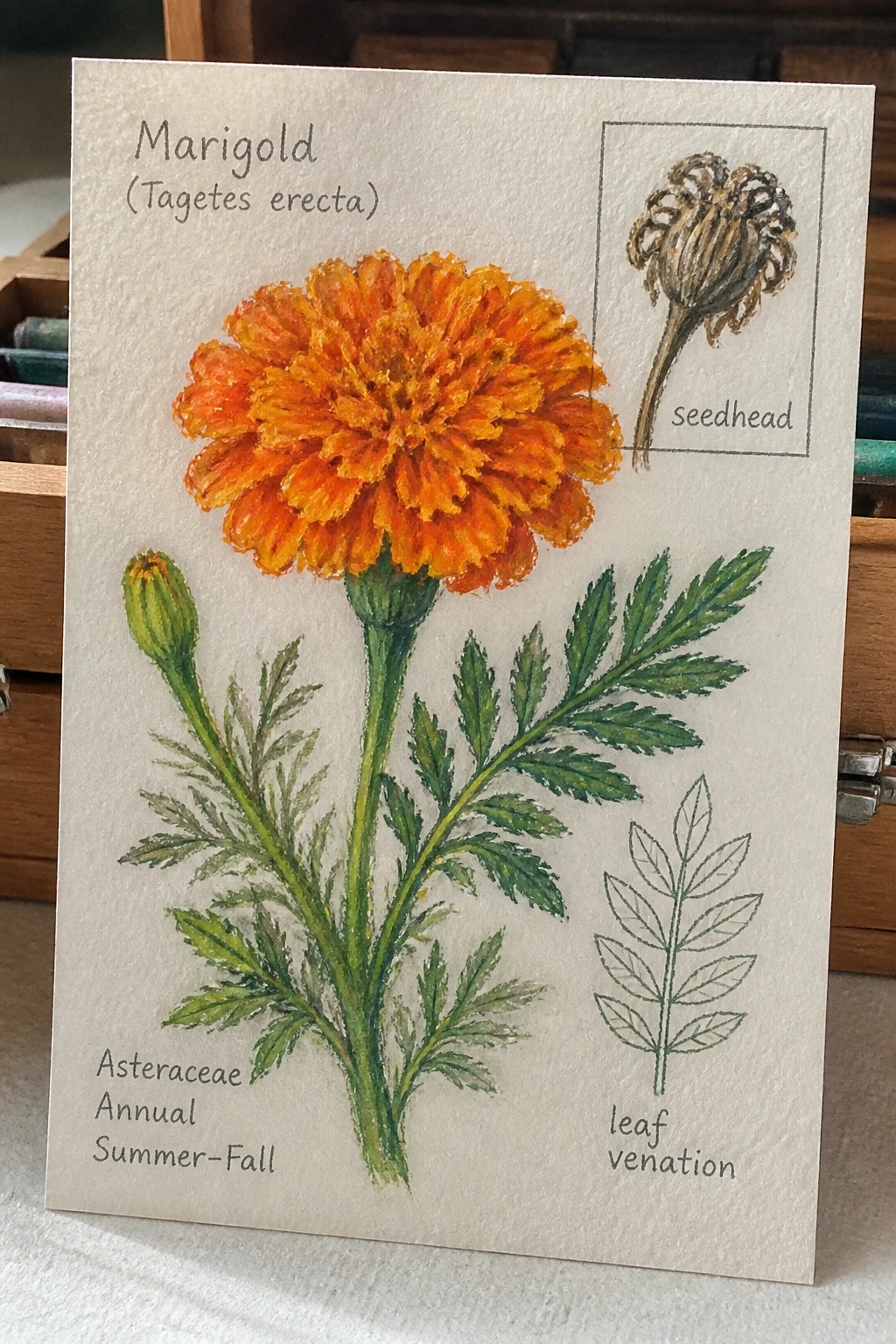 Watercolor botanical illustration of orange marigold flower with seedhead, leaves, and labels