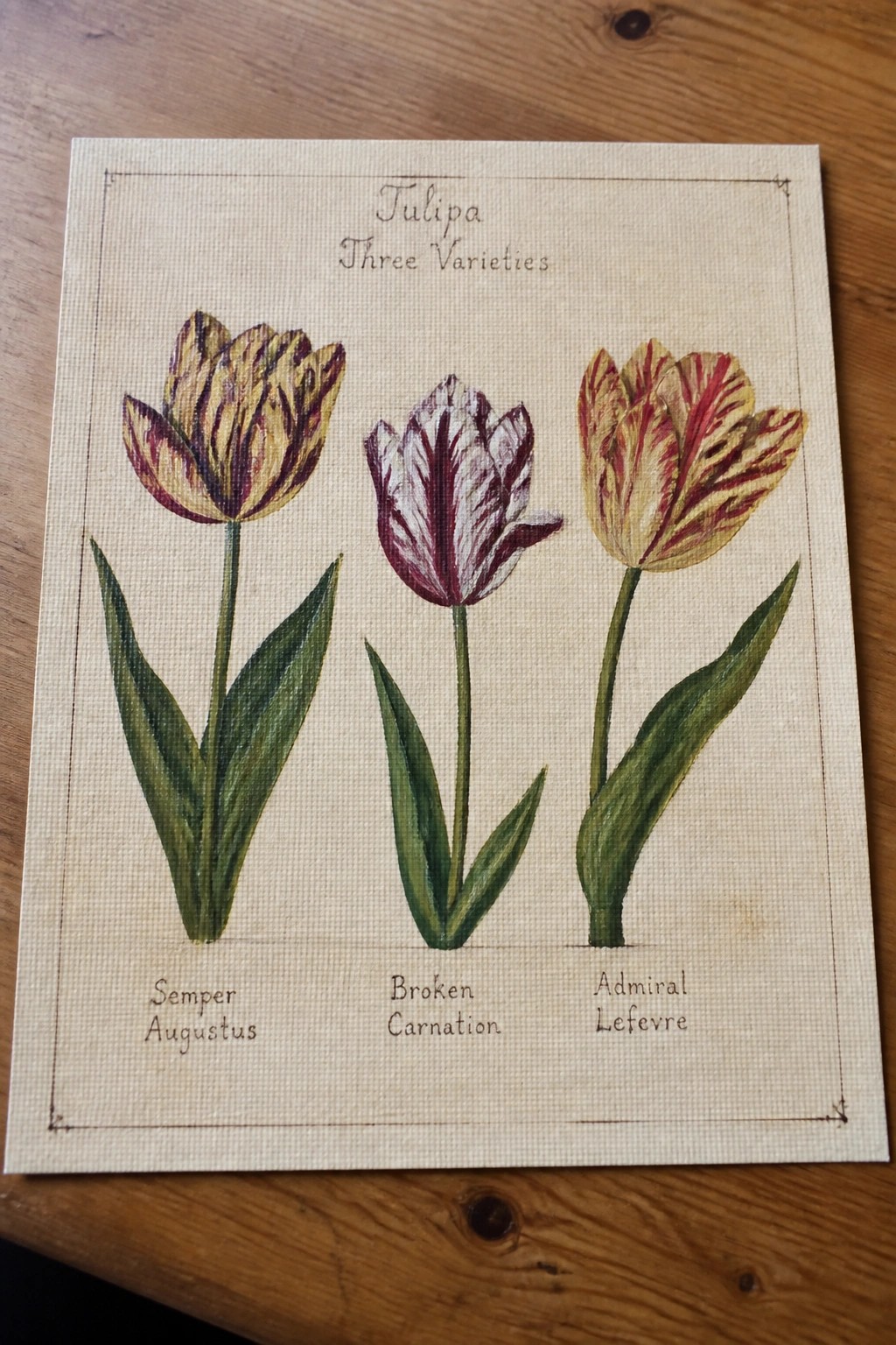 Botanical illustration of three labeled striped tulips on beige canvas over wood