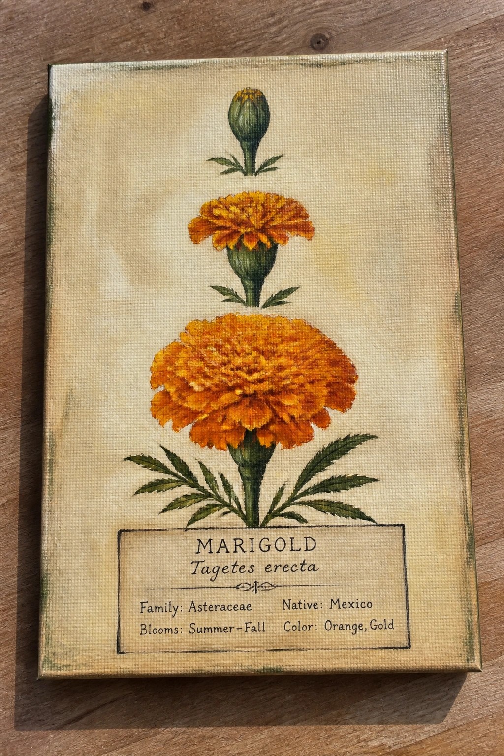 Botanical canvas painting of orange marigold blooms with bud, leaves, and labeled details.