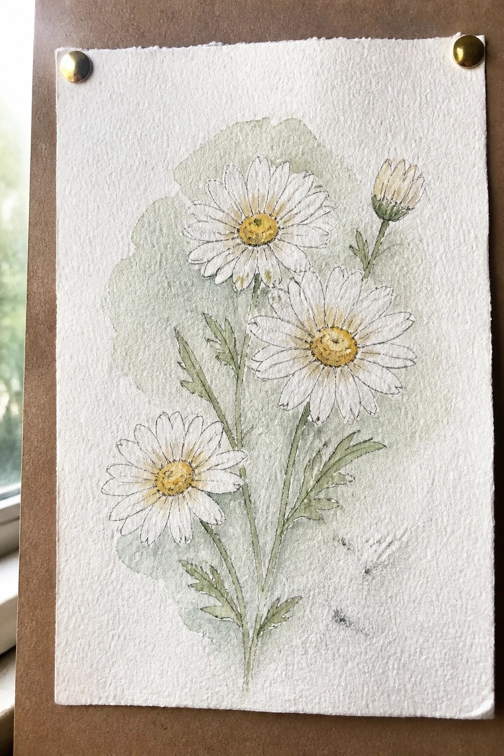 Watercolor painting of three white daisies with yellow centers, green stems, leaves, and one bud on a light green wash, pinned to brown paper.